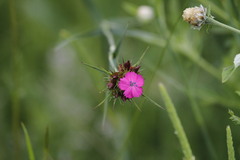 Dianthus capitatus