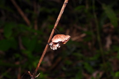 Byasa