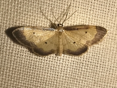 Idaea politaria