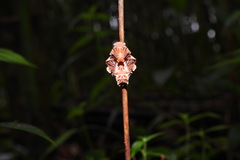 Byasa