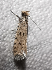 Ateliotum petrinella