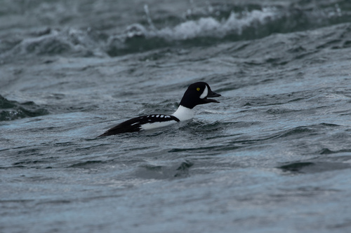 Porrón islándico (Bucephala islandica)