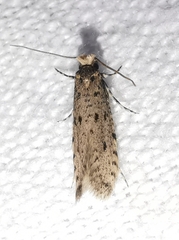 Ateliotum petrinella