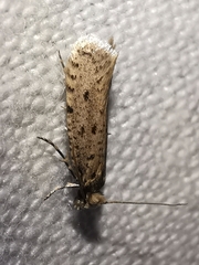 Ateliotum petrinella