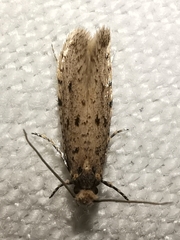 Ateliotum petrinella
