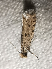 Ateliotum petrinella
