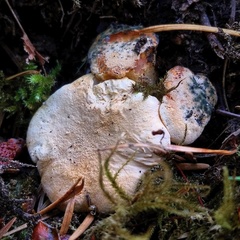 Cantharellus roseocanus