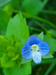 Veronica persica