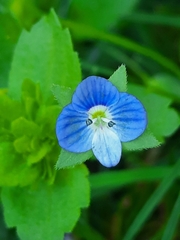 Veronica persica