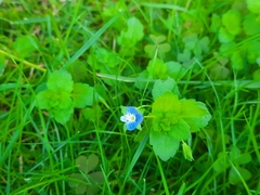 Veronica persica