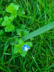 Veronica persica