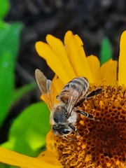 Apis mellifera