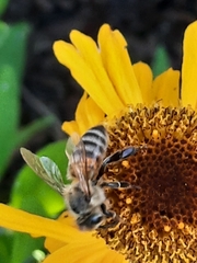 Apis mellifera