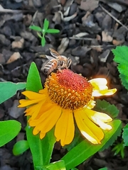 Apis mellifera