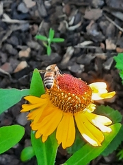 Apis mellifera