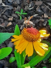 Apis mellifera