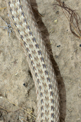 Psammophis lineolatus
