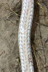 Psammophis lineolatus