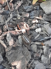 Armadillidium vulgare