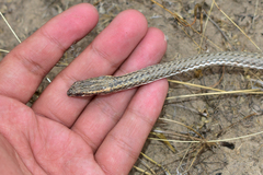 Psammophis lineolatus