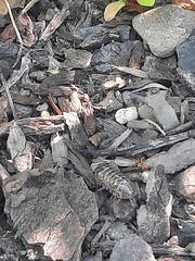 Armadillidium vulgare