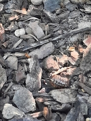 Armadillidium vulgare