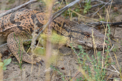 Varanus griseus caspius