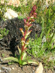 Disa macrostachya