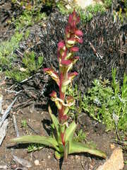Disa macrostachya