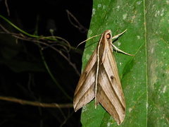 Elibia dolichus