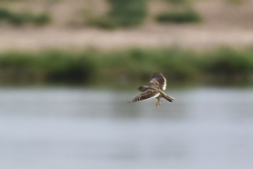 Calandra Lark