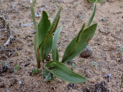 Ophioglossum polyphyllum