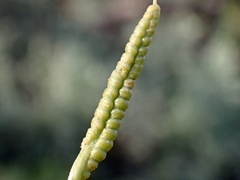 Ophioglossum polyphyllum