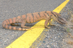 Varanus griseus caspius