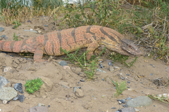 Varanus griseus caspius