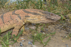 Varanus griseus caspius