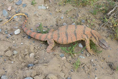 Varanus griseus caspius