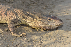 Varanus griseus caspius