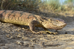 Varanus griseus caspius