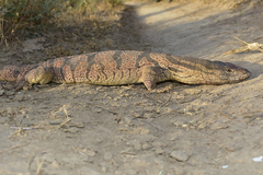 Varanus griseus caspius