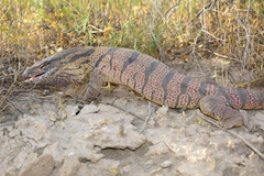 Varanus griseus caspius