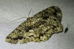 Hypomecis externaria