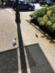 Columba livia domestica