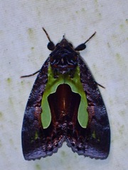 Eudocima kinabaluensis