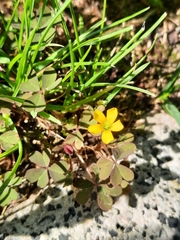 Oxalis corniculata