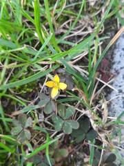 Oxalis corniculata