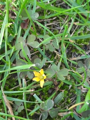 Oxalis corniculata