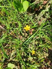 Oxalis corniculata