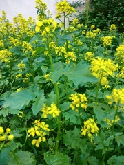 Brassiceae