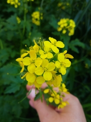 Brassiceae